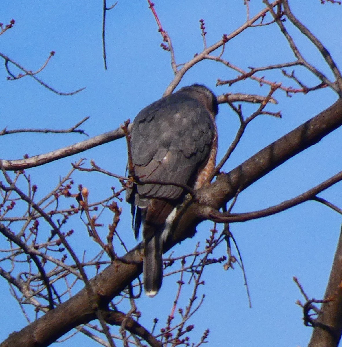 Cooper's Hawk - ML646480993
