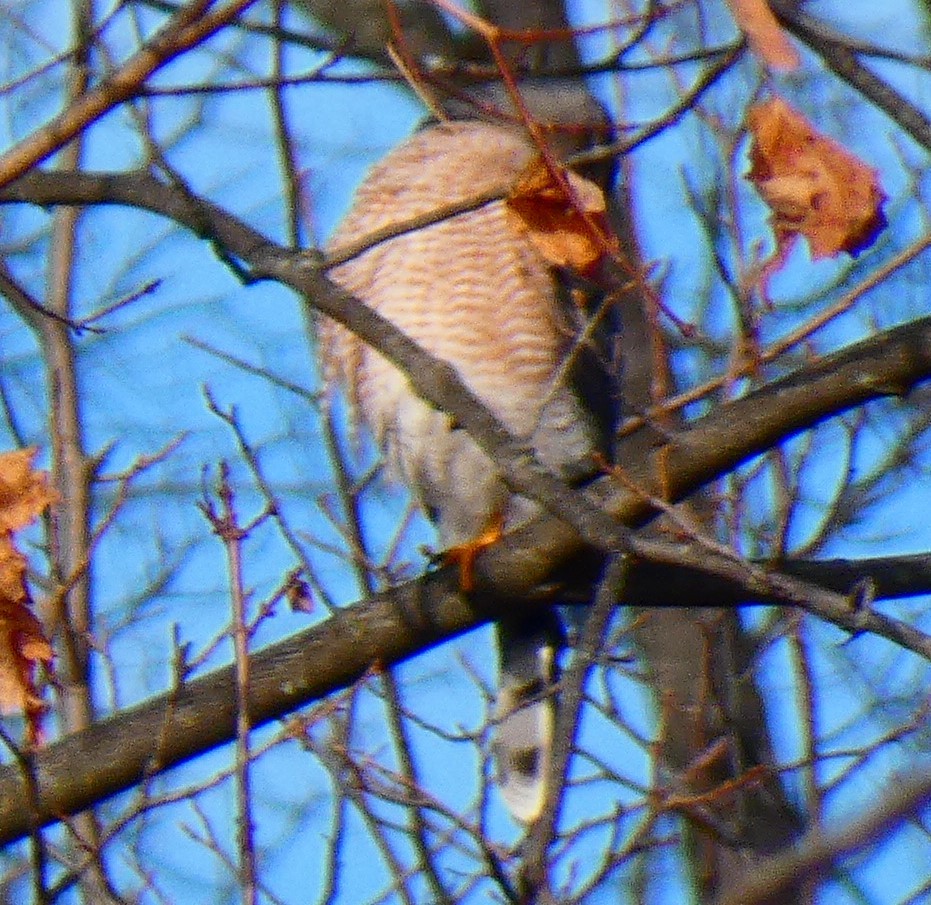 Cooper's Hawk - ML646480994