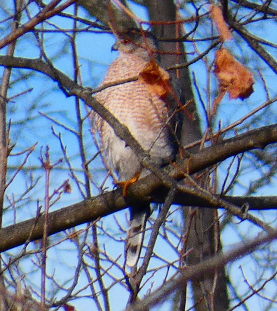 Cooper's Hawk - ML646480995