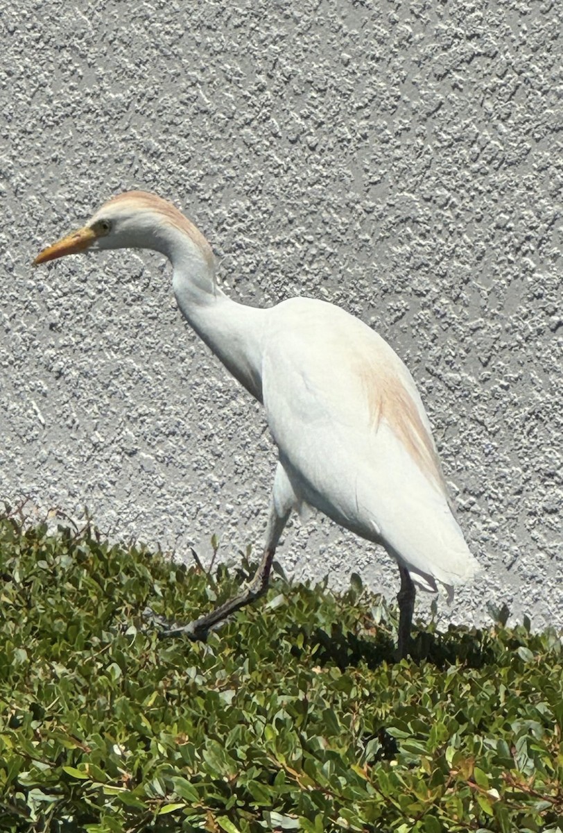 Garcilla Bueyera Occidental - ML646480996