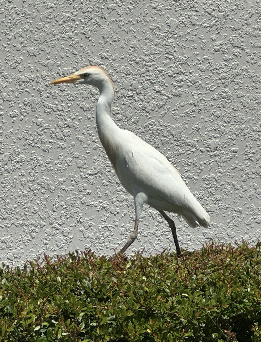 Garcilla Bueyera Occidental - ML646480997