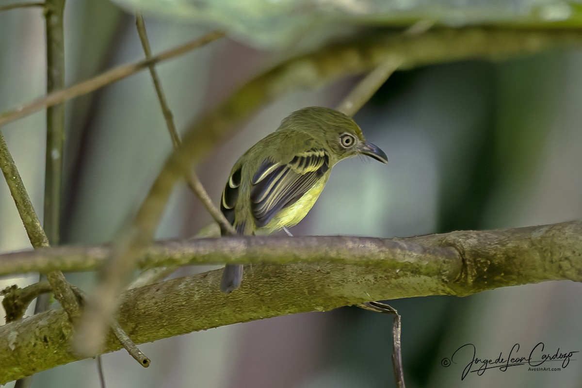 Southern Bentbill - ML646480998