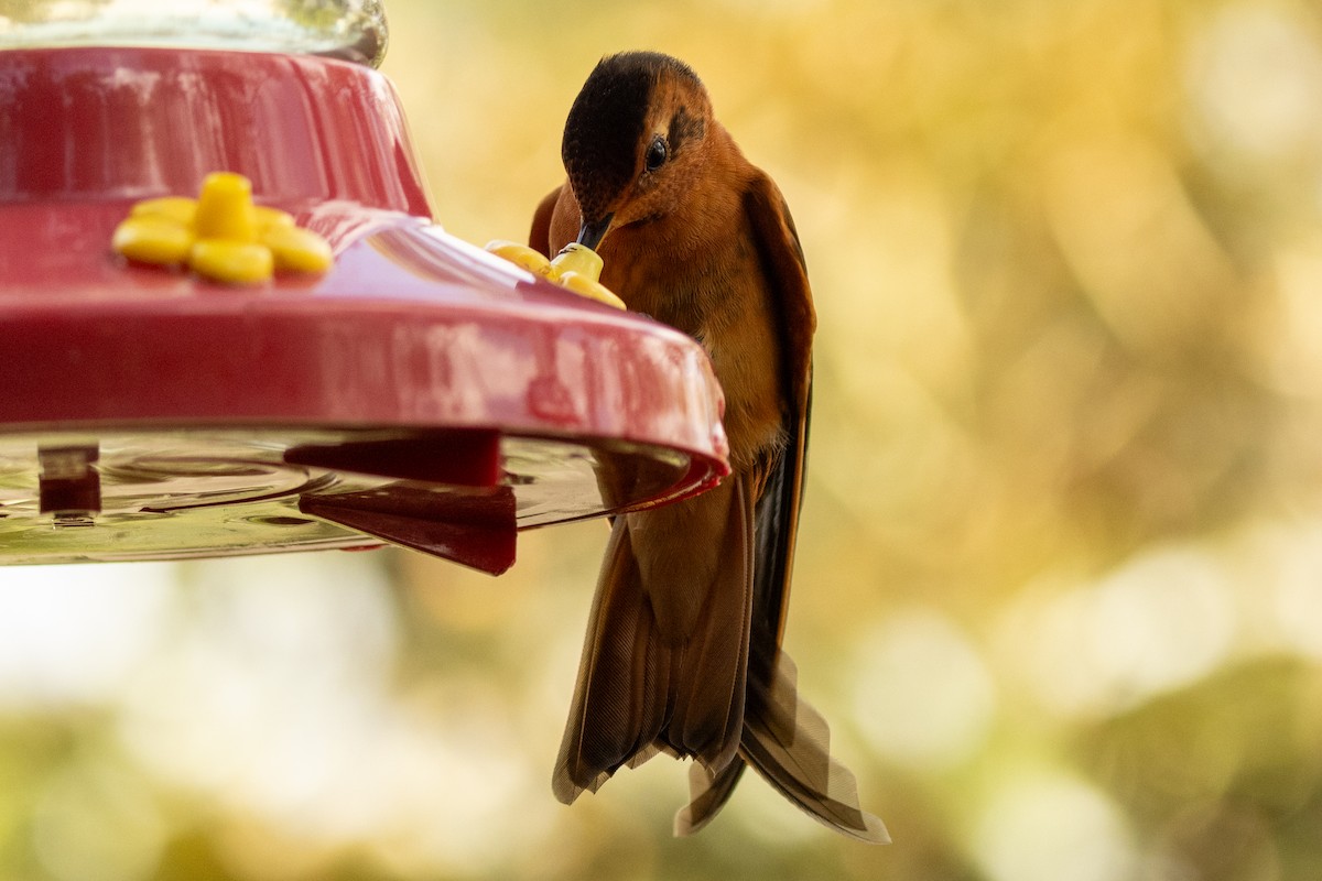 Shining Sunbeam - ML646481000