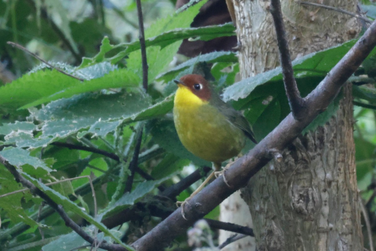 Chestnut-headed Tesia - ML646481001