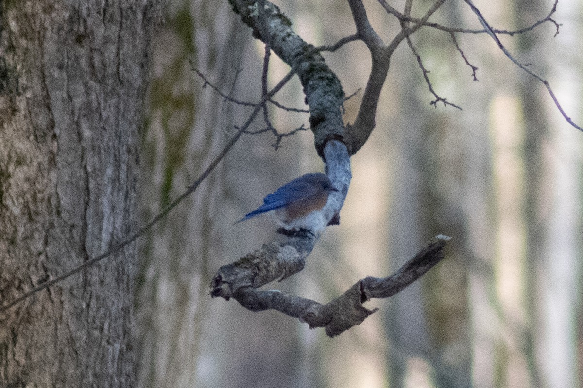 Eastern Bluebird - ML646481003