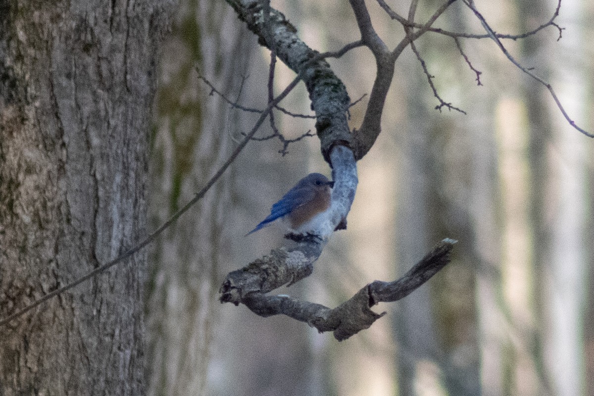 Eastern Bluebird - ML646481004