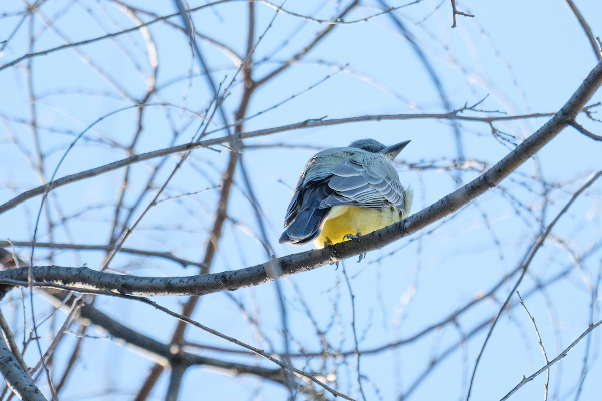Cassin's Kingbird - ML646481006