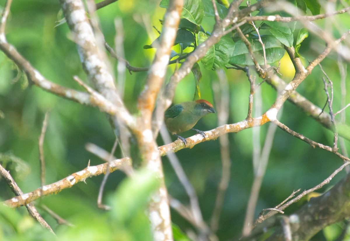 Lesser Antillean Tanager (St. Vincent) - ML646481009