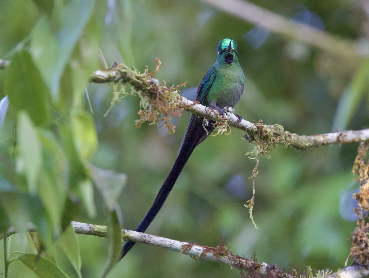 Gök Kuyruklu Ormanperisi - ML646481010