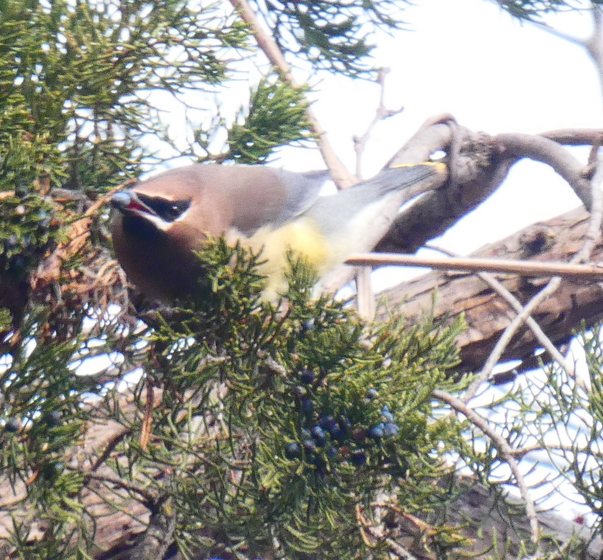 Cedar Waxwing - ML646481011