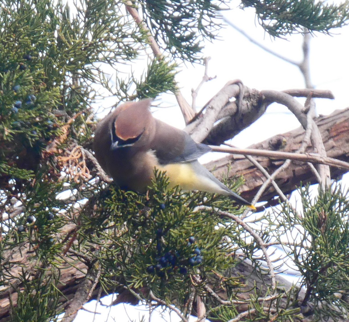 Cedar Waxwing - ML646481012