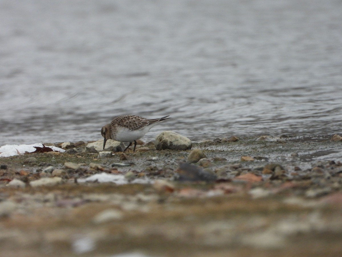 Baird's Sandpiper - ML646481013