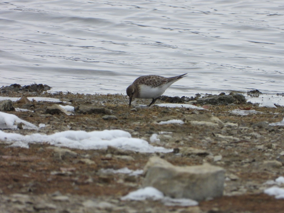 Baird's Sandpiper - ML646481014