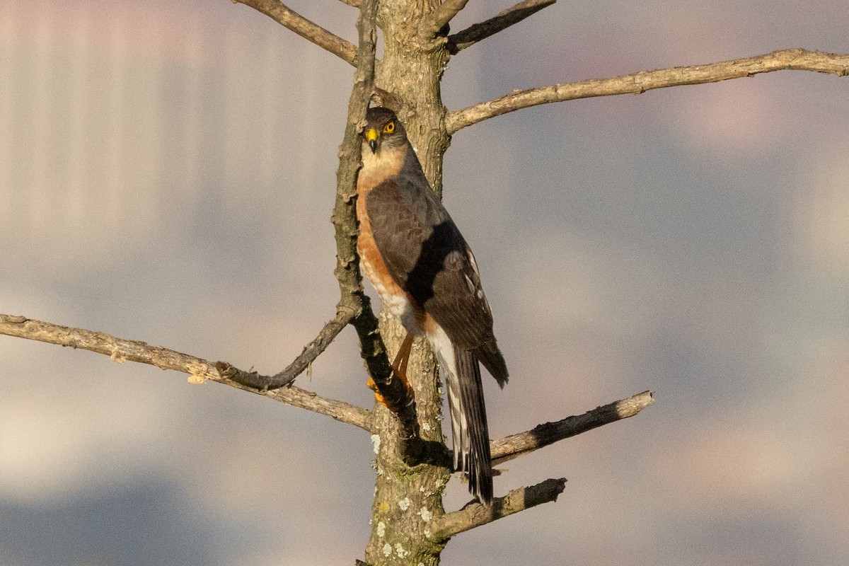 Sharp-shinned Hawk (Plain-breasted) - ML646481017
