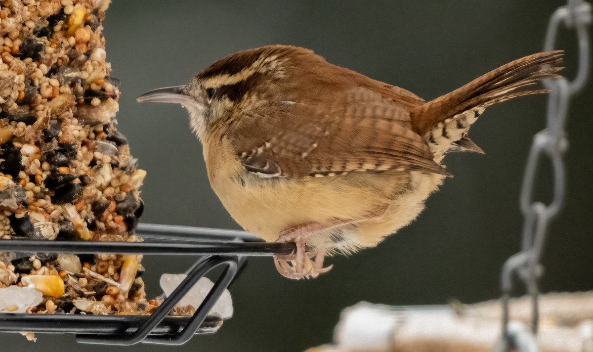 Carolina Wren - ML646481018