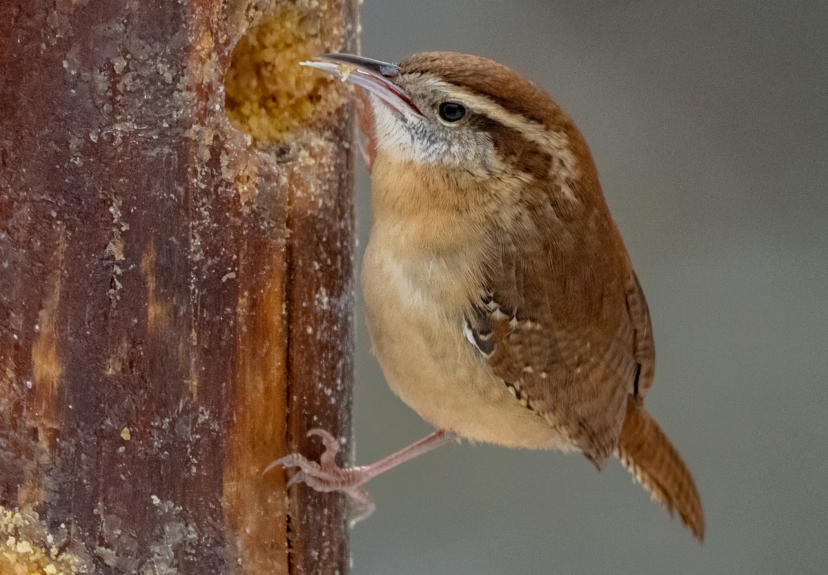 Carolina Wren - ML646481019