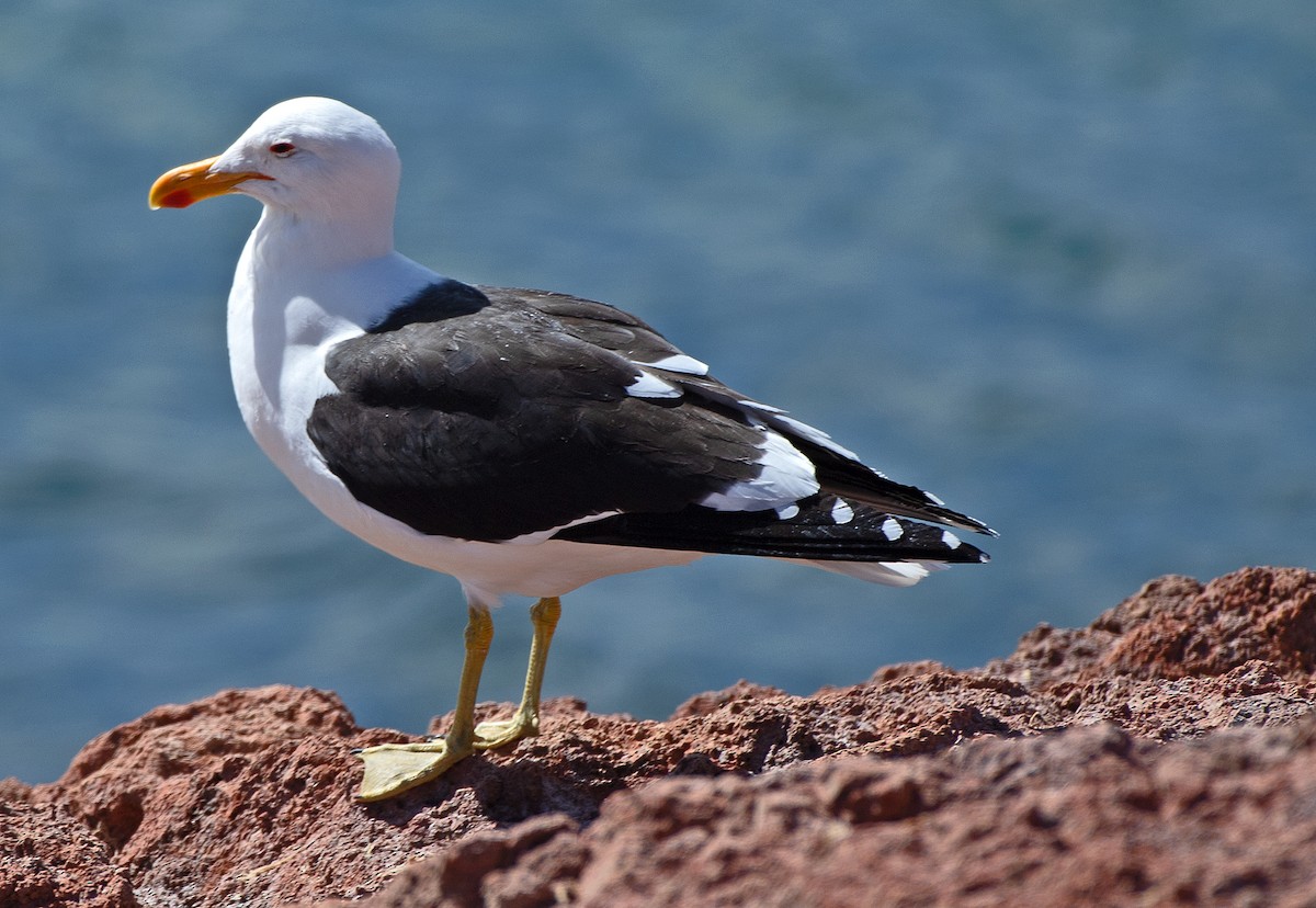 Kelp Gull - ML646481022