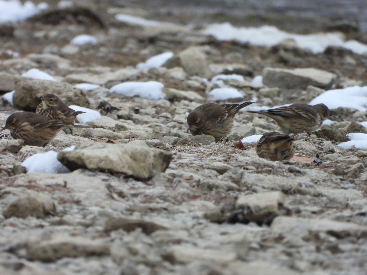 American Pipit - ML646481023