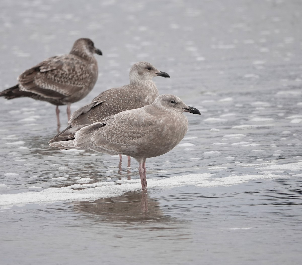 Glaucous-winged Gull - ML646481025