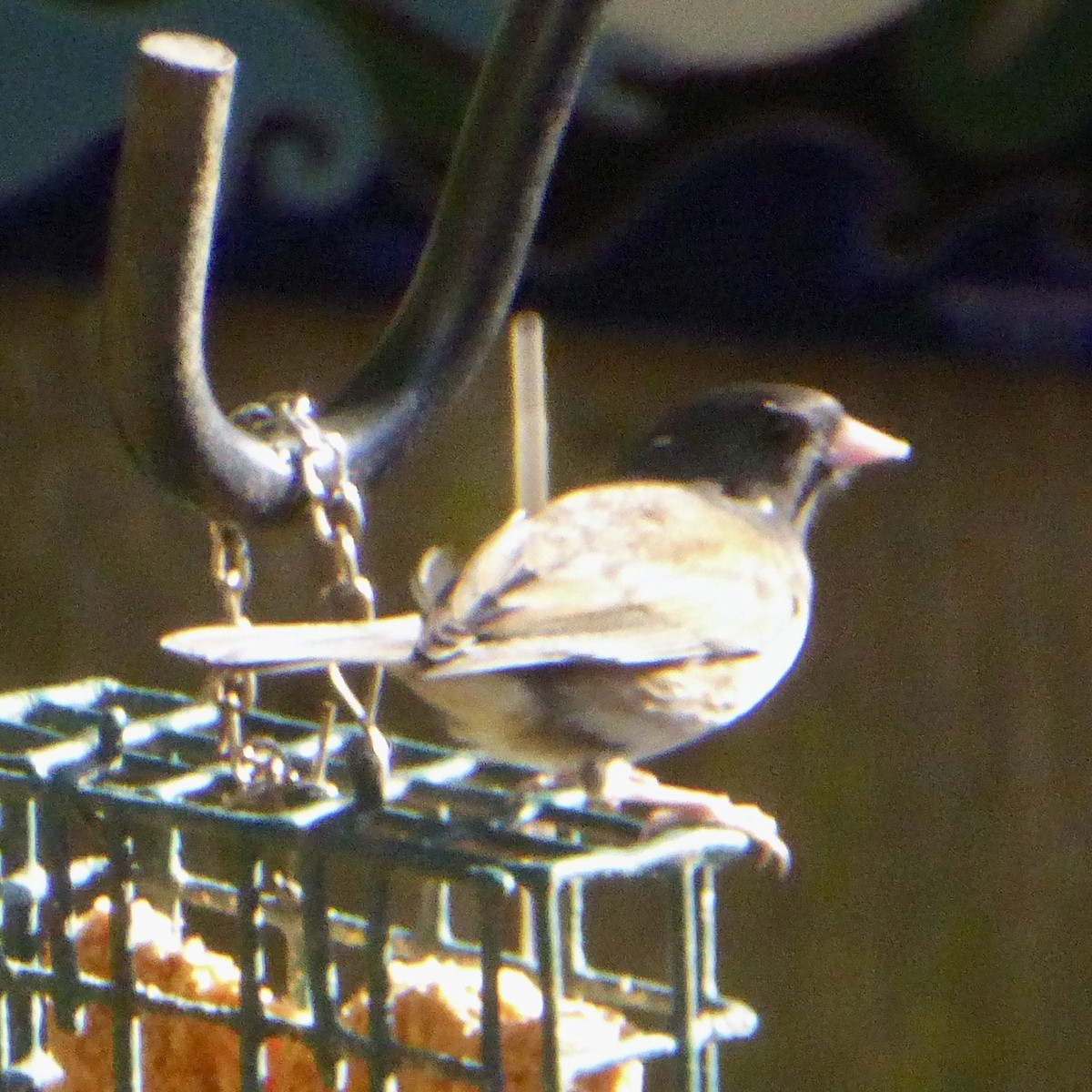 Dark-eyed Junco - ML646481027