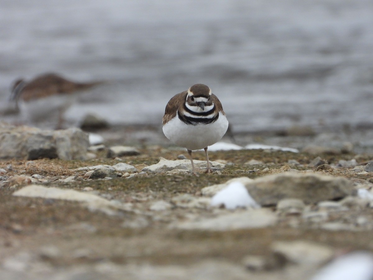 Killdeer - ML646481028