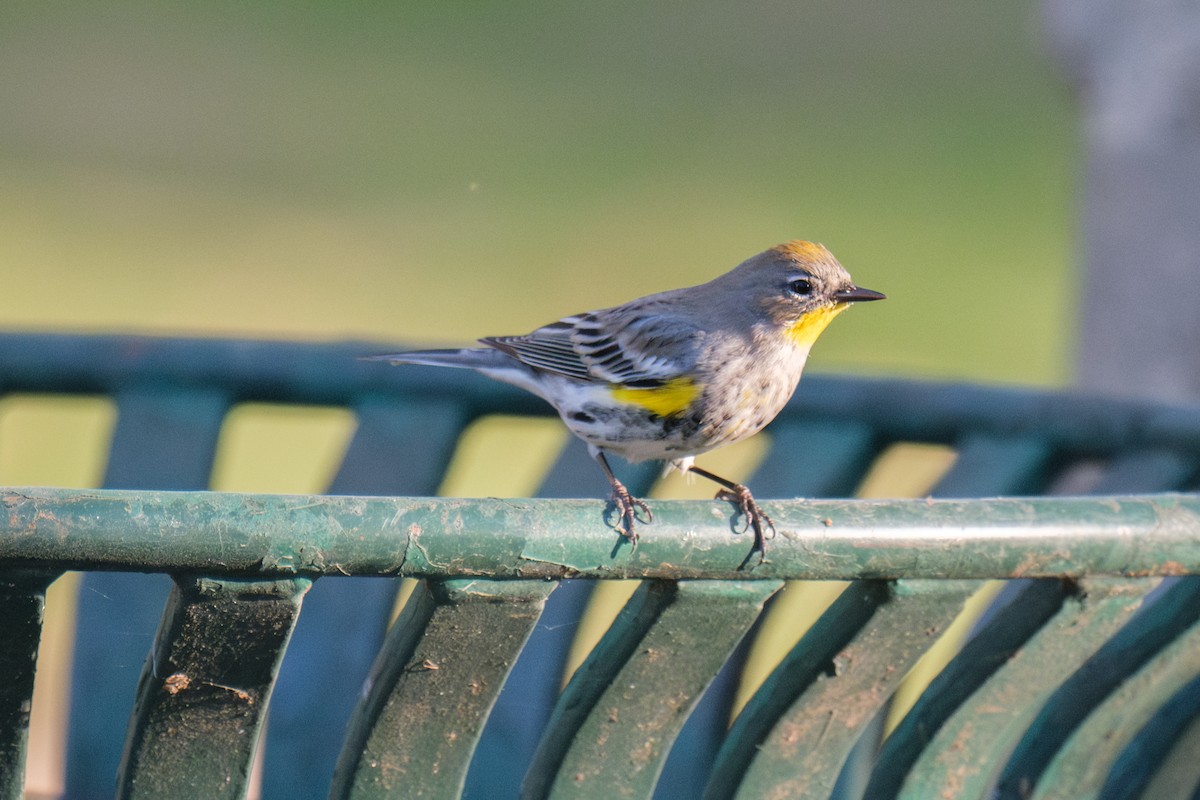 Yellow-rumped Warbler - ML646481030