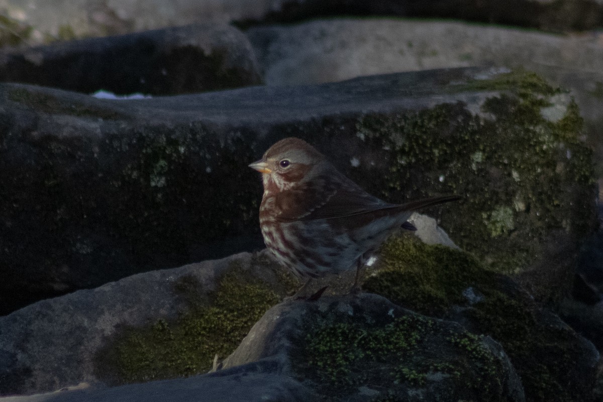 Fox Sparrow - ML646481031