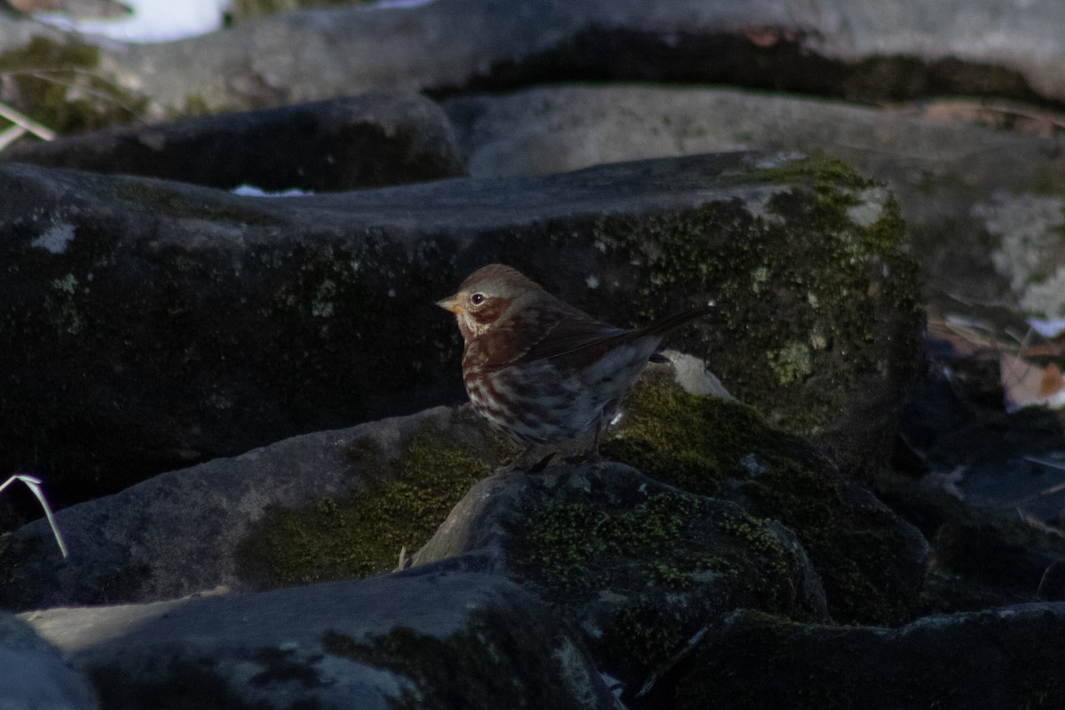 Fox Sparrow - ML646481032