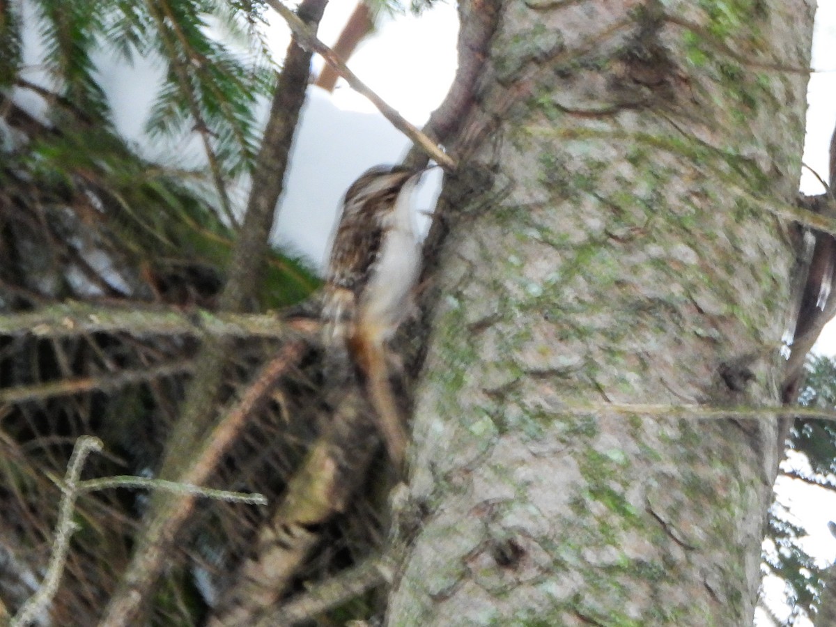 Brown Creeper - ML646481033