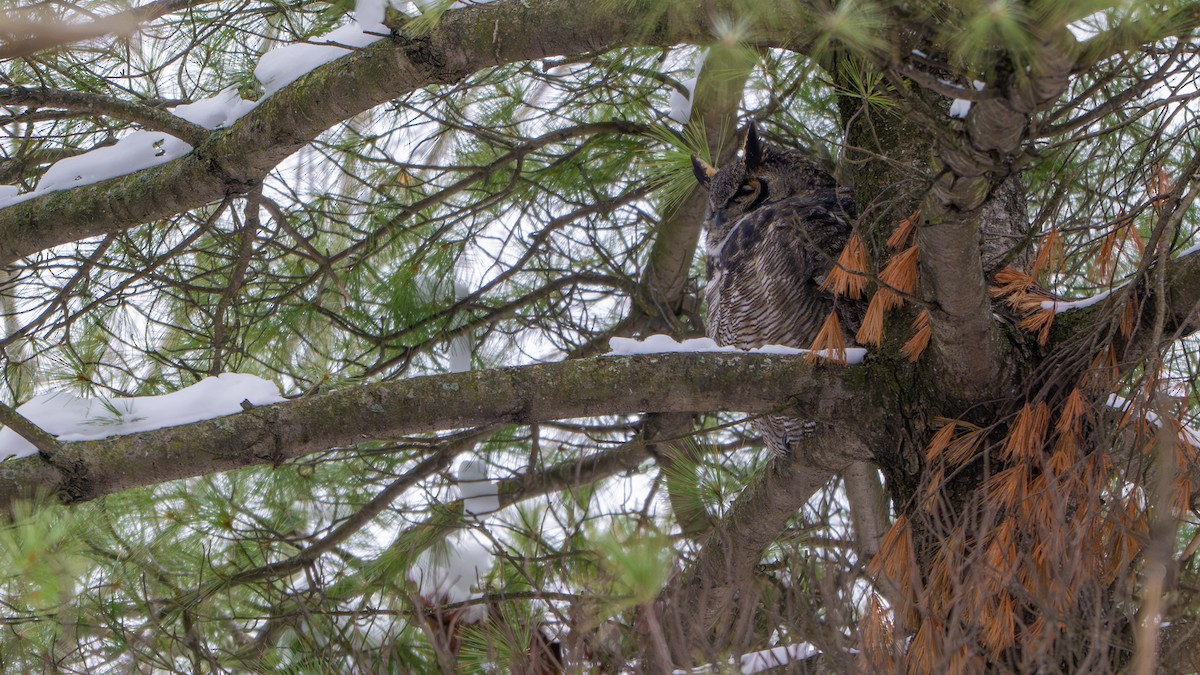 Great Horned Owl - ML646481034