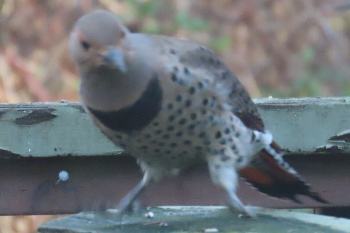 Northern Flicker - ML646481035