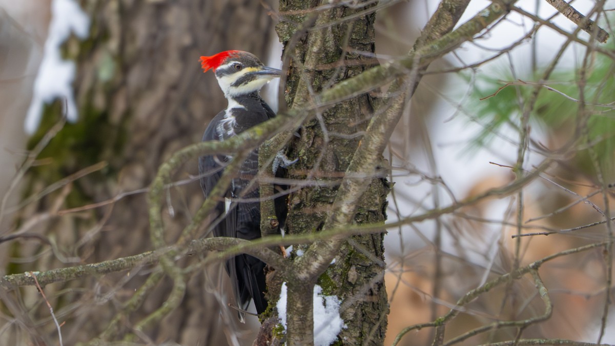 Pileated Woodpecker - ML646481036