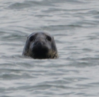 בעלי חיים - ML646481040