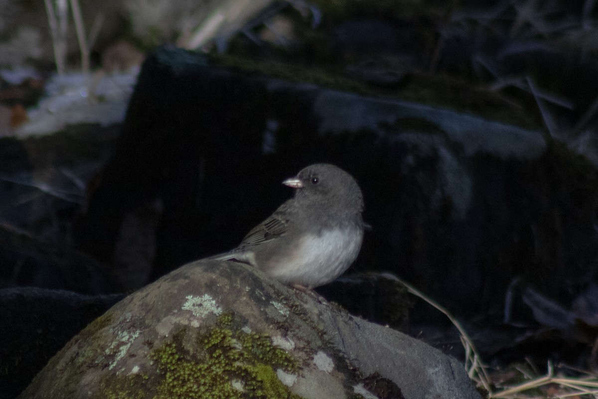 Dark-eyed Junco - ML646481042