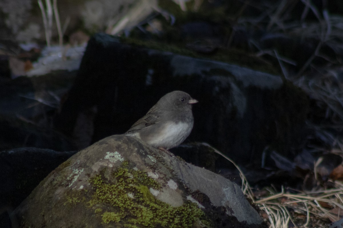 Dark-eyed Junco - ML646481043