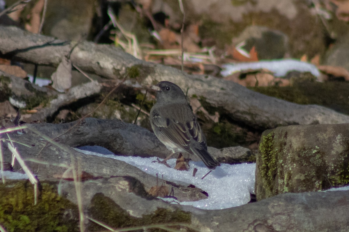 Dark-eyed Junco - ML646481044