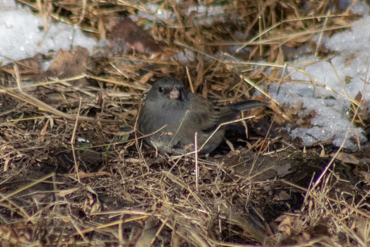 Dark-eyed Junco - ML646481045