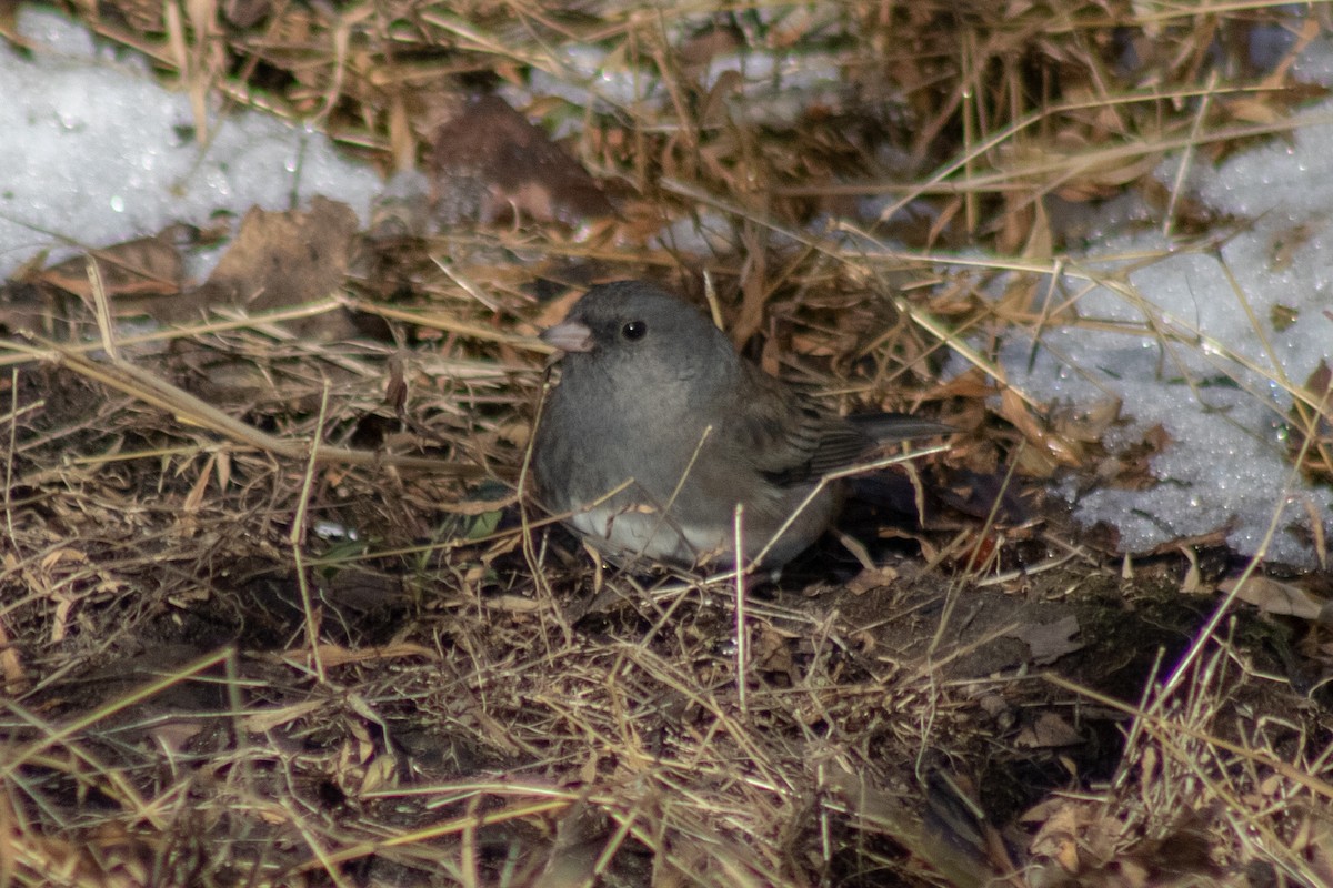 Dark-eyed Junco - ML646481046