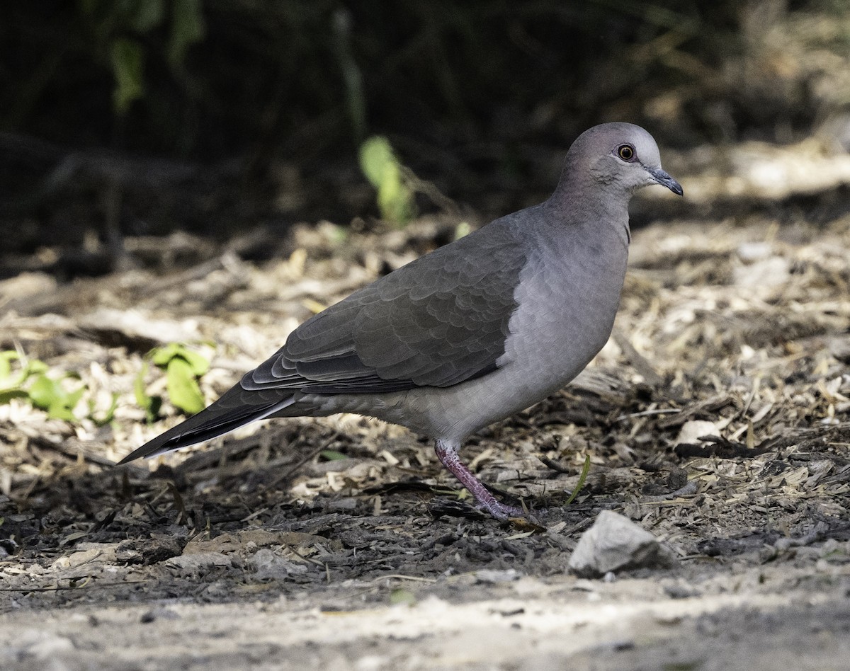 White-tipped Dove - ML646481047