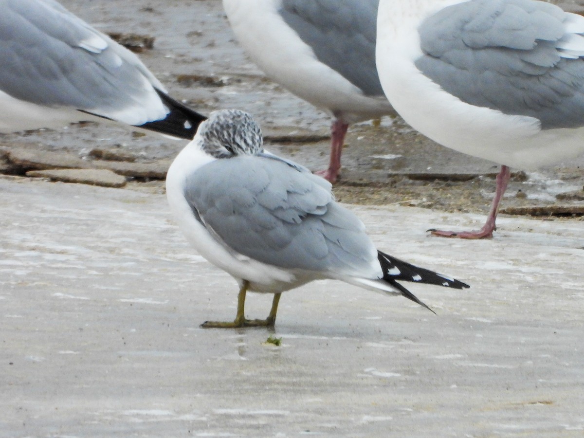 Ring-billed Gull - ML646481048
