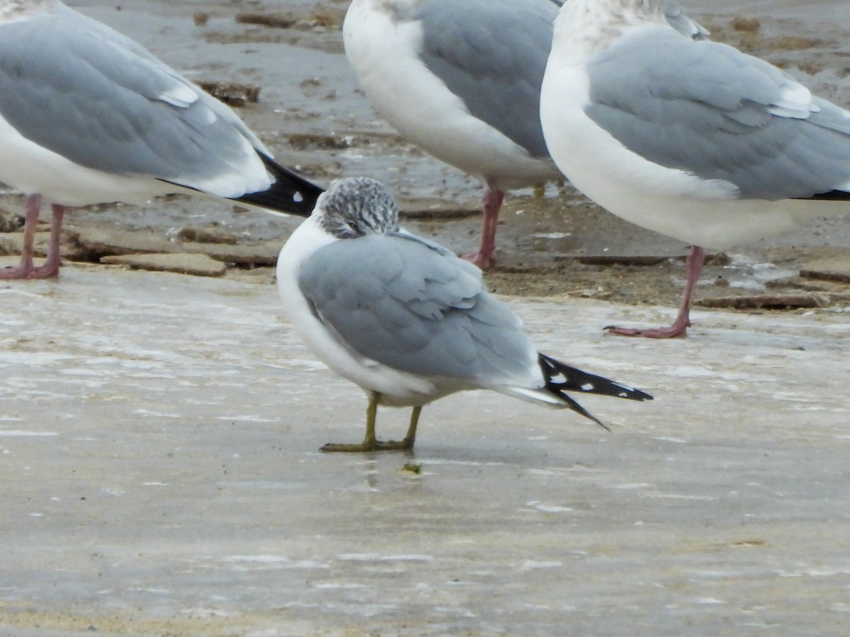 Ring-billed Gull - ML646481049