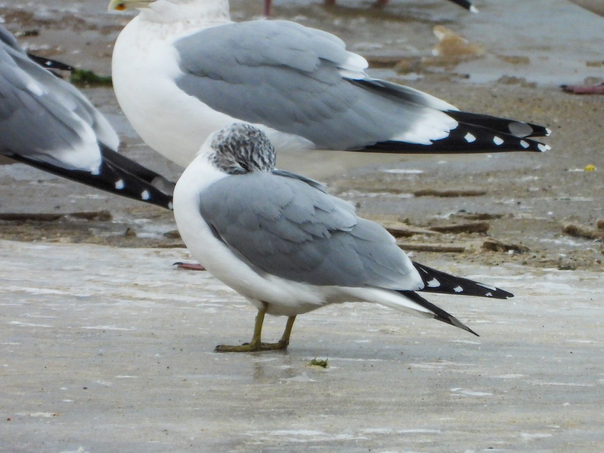 Ring-billed Gull - ML646481050
