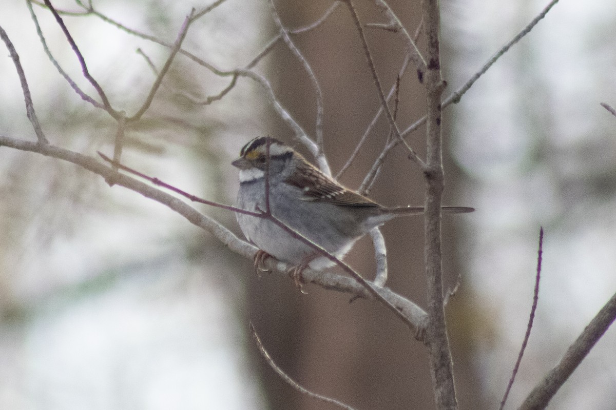 White-throated Sparrow - ML646481051