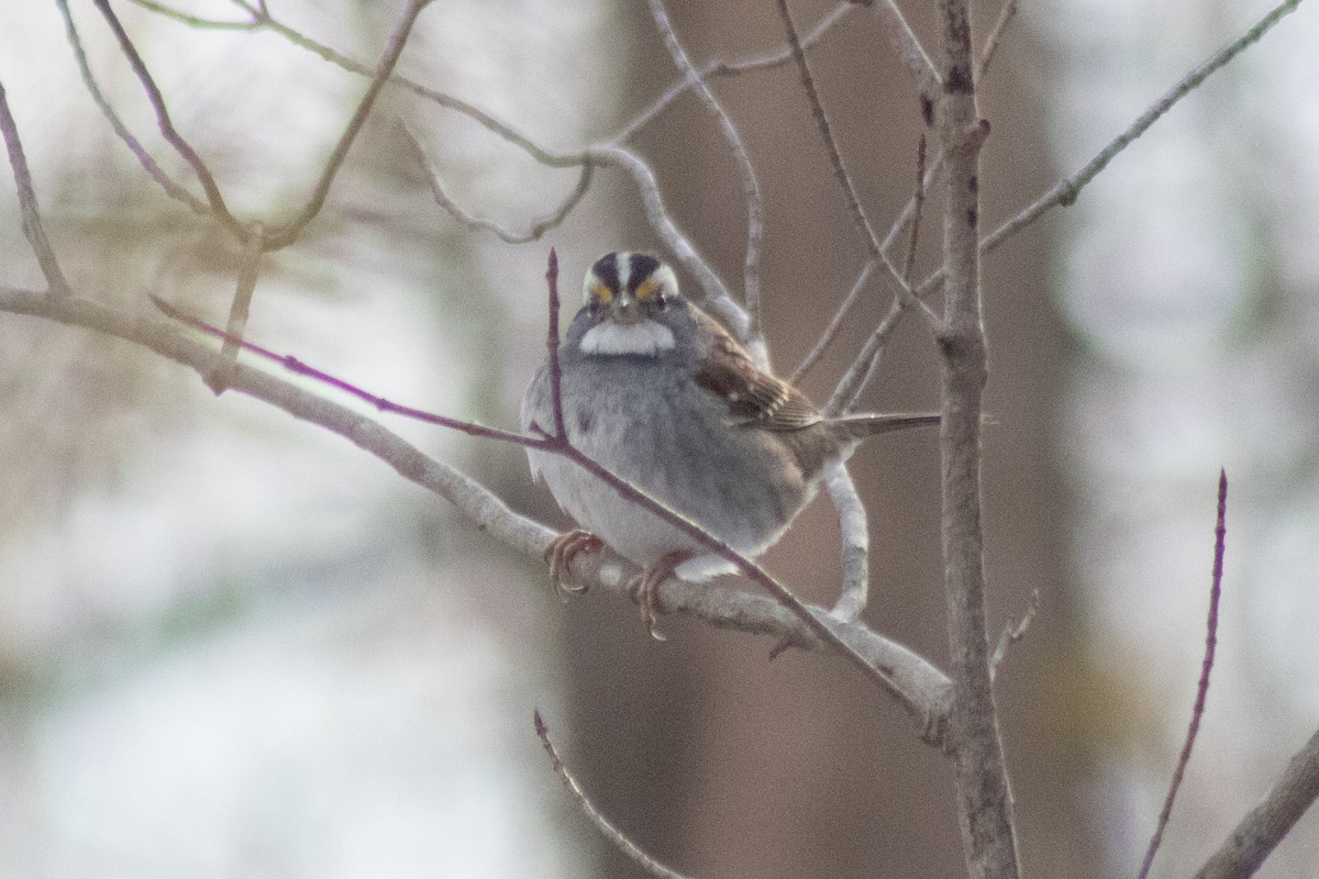White-throated Sparrow - ML646481052