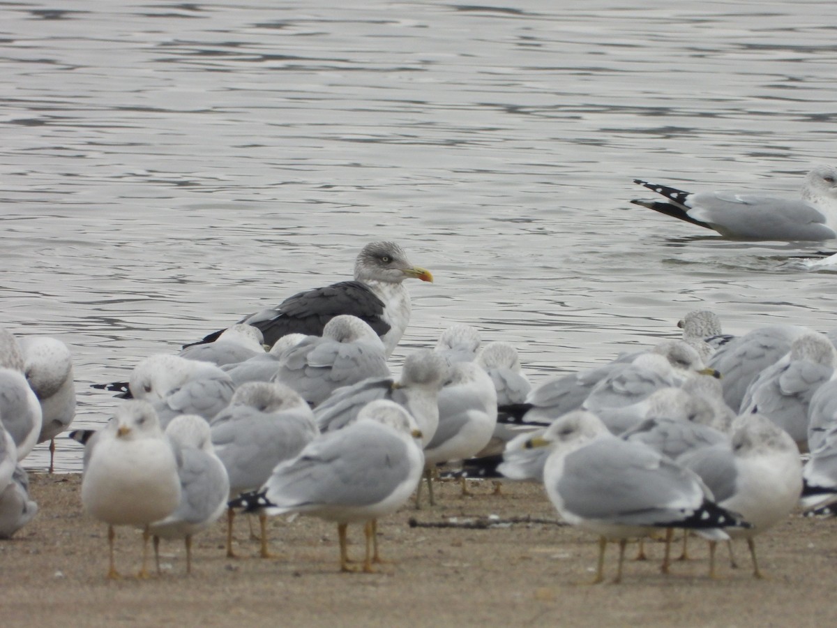 Lesser Black-backed Gull - ML646481054
