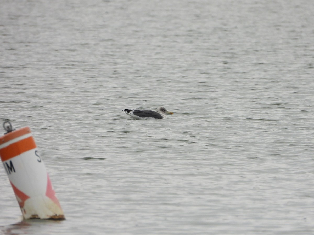 Lesser Black-backed Gull - ML646481055