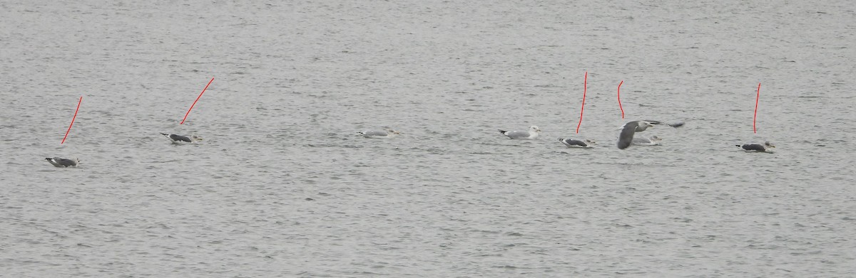 Lesser Black-backed Gull - ML646481057