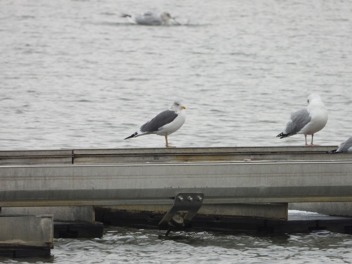 Lesser Black-backed Gull - ML646481058