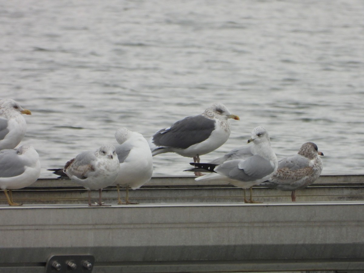 Lesser Black-backed Gull - ML646481059