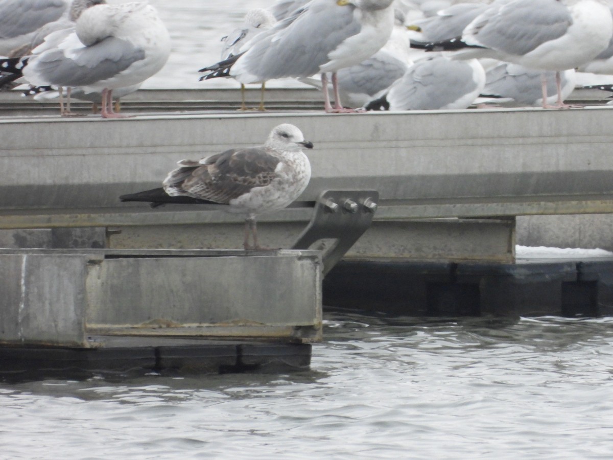 Lesser Black-backed Gull - ML646481060